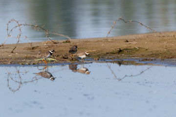 Little Ringed Plover (Charadrius dubius).