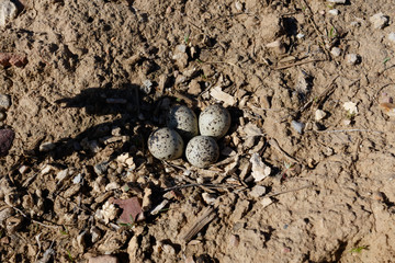 Charadrius dubius. The nest of the Little Ringed Plover in nature.