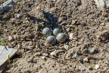 Charadrius dubius. The nest of the Little Ringed Plover in nature.
