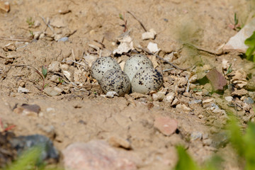 Charadrius dubius. The nest of the Little Ringed Plover in nature.