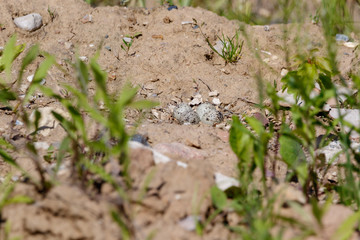 Charadrius dubius. The nest of the Little Ringed Plover in nature.