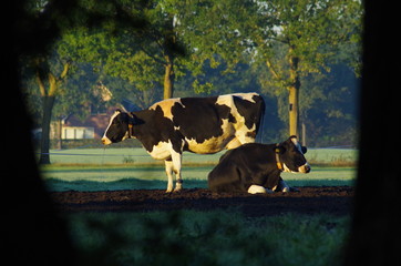 Cows in the morning sun
