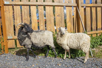 Baran i owca na farmie. - obrazy, fototapety, plakaty