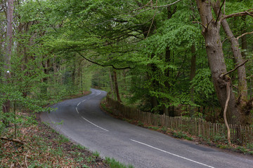 Obraz premium Tree Lined Road bending right to left