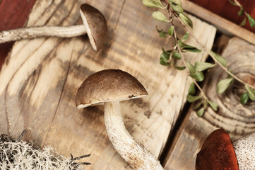 mushrooms on a wooden rustic background