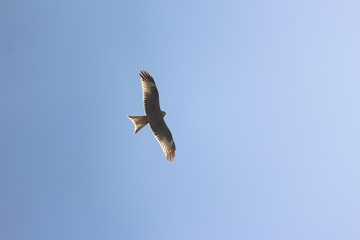 Eagle flying down the sun