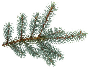  Fir tree branch isolated on white background. Pine. Christmas fir.