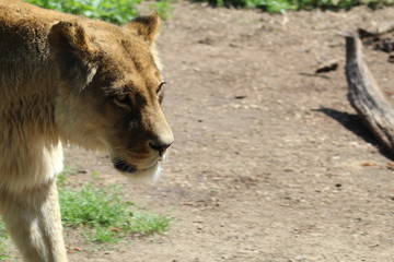 wilde Tiere