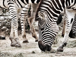 Fototapeta na wymiar Zebra Wildlife Animal