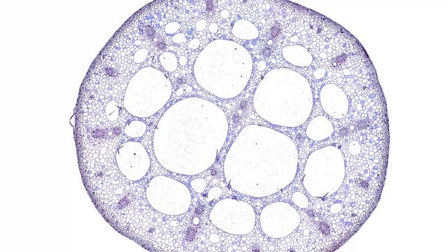 nymphaea stem - cross section cut under the microscope &ndash; microscopic view of plant cells for botanic education