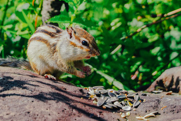 北海道のエゾシマリス