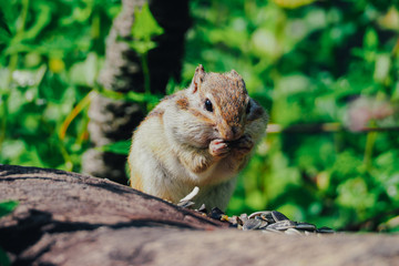 北海道のエゾシマリス