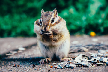 北海道のエゾシマリス