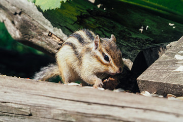 北海道のエゾシマリス