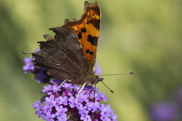 Comma (Polygonia C-Album) Butterfly on Verbena bonariensis