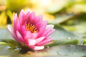 pink lotus flower in pond