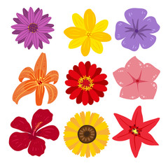 Obraz premium flower vector collection design