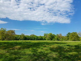 Fototapeta na wymiar Green meadow with trees in the background during beautiful summer season