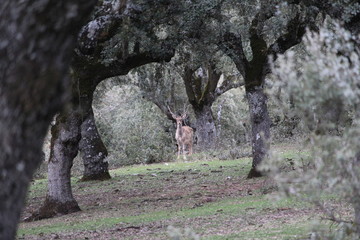 Wild deer in the forest staring to the camera