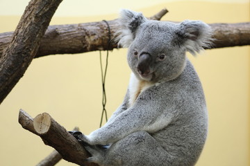 wilde Tiere