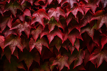 red leaves background