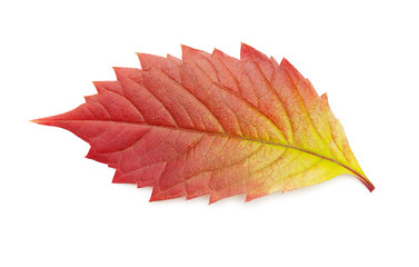 A beautiful autumn leaf.