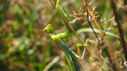 European Mantis or Praying Mantis, Mantis religiosa is a hemimetabolic insect in the family of the Mantidae