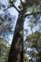 Red Tingle, Valley of the Giants, WA, Australia