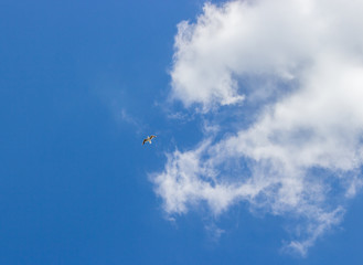 Freedom fly