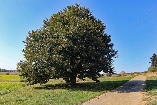 Kastanienbaum