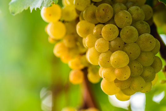 White grape in a vineyard during autumn.
