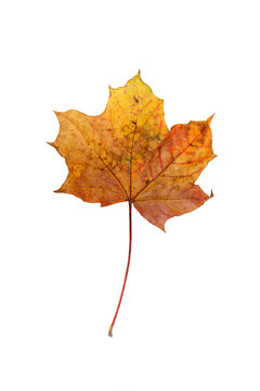 Autumn maple leaf, on white background. Isolated.