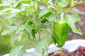 ピーマン　家庭菜園