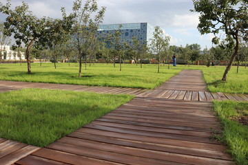 Wooden walkways in the park. A green lawn and a growing shrub. Park with beautiful paths of wooden boards.