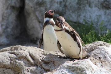 Naklejka premium wilde Tiere