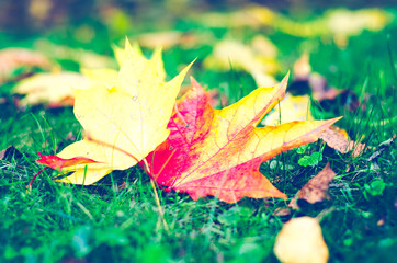Autumn lawn in park. Yellow leaves in the green grass. Instagram filter.