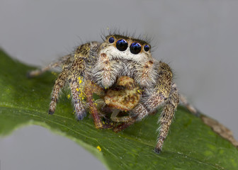 Jumping Spider consuming an Orb Weaver Spider