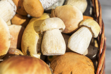 Basket of porcini and brown cap boletus mushrooms on wooden table