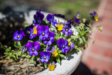 Naklejka premium pansy flowers