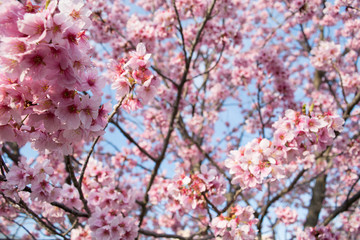 Fototapeta premium Cherry Blossoms