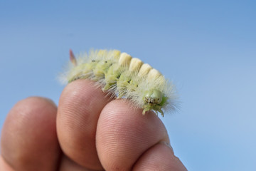 bunte raupe