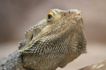 Head of a yellow central or inland bearded dragon (pogona vitticeps)