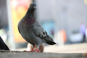 Bluish-gray rock pigeon, columba livia sitting on the ground in front of a blurry colorful urban background in the sun