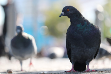 Two green-gray rock pigeon, columba livia in frontal view sitting on an urban ground in front of blurry pigeons in the sun