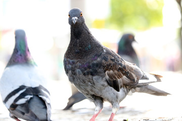 Three rock doves, columba livia sitting on the ground in front of a blurry pigeons in the bright sunlight
