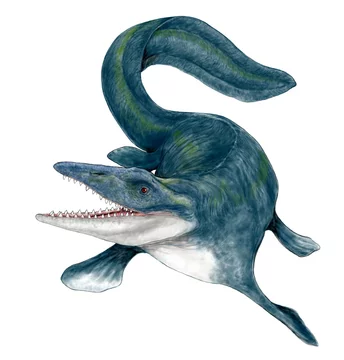 海棲爬虫類ティロサウルスはモササウルス の仲間では最大クラス 白亜紀後期の海域では最強の獰猛な捕食者 翼竜類からプレシオサウルス類のような首長竜まで胃袋に収めている 尖った嘴は硬く頑丈で下から突き上げられれば獲物は先ずその衝撃で