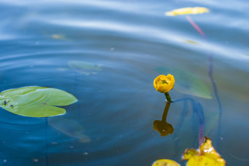 yellow water lilies on the water