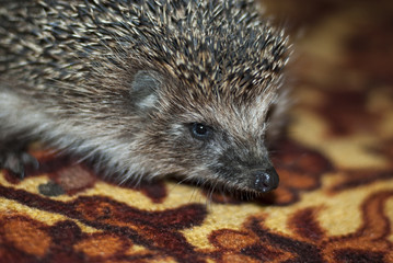 beautiful hedgehog close-up