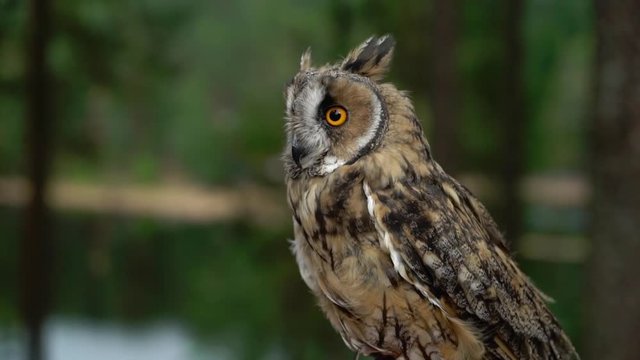 Long Eared Owl in a forest at cloudy summer day