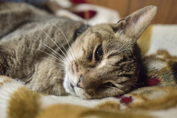 毛布の上でくつろぐ猫